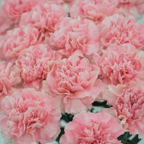 Why we need to send Flower Bouquet during mother's day 2025.